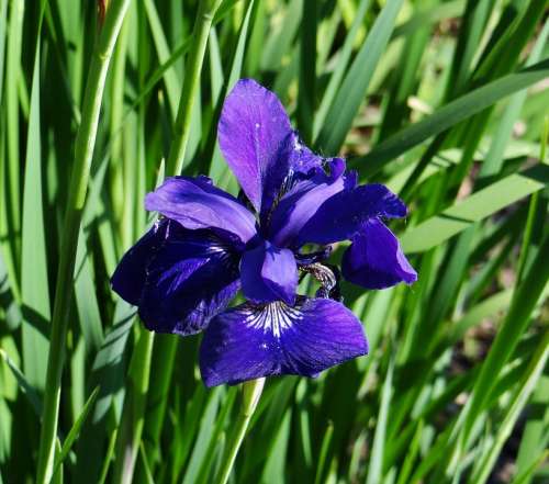 Blue Iris Flower Nature Sunny Day Beauty