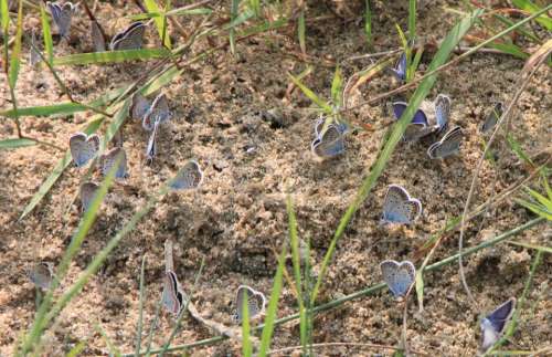 Blue Butterflies Butterfly Colony Maculinea Sand