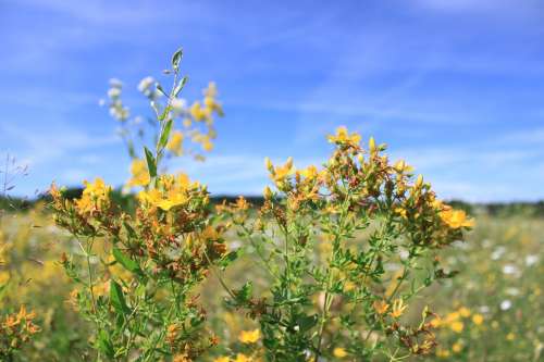 Blue Flowers Sky Yellow Nature Plants