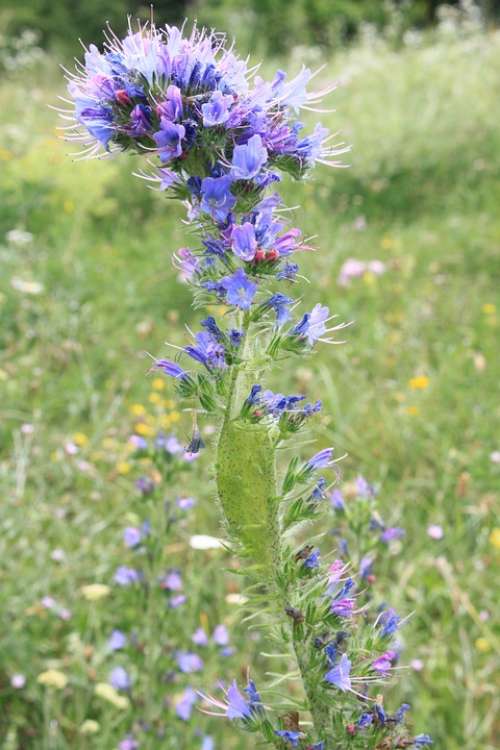 Blue Blueweed Bugloss Echium Flowers Herbs Vipers