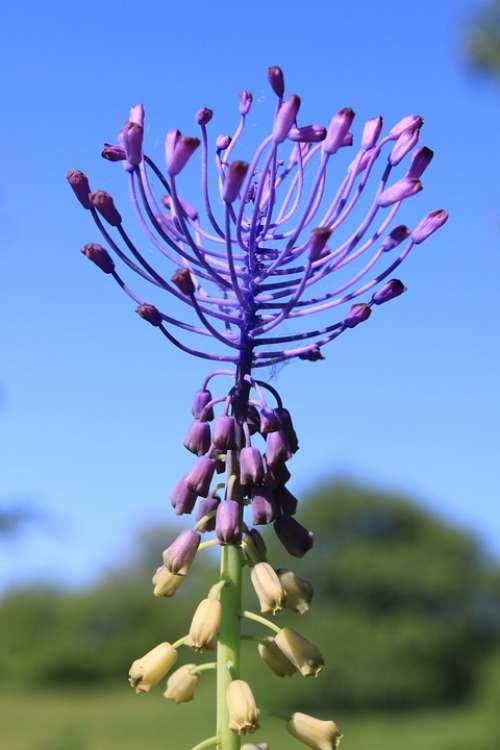 Blue Comosa Flowers Leopoldia Muscari Purple