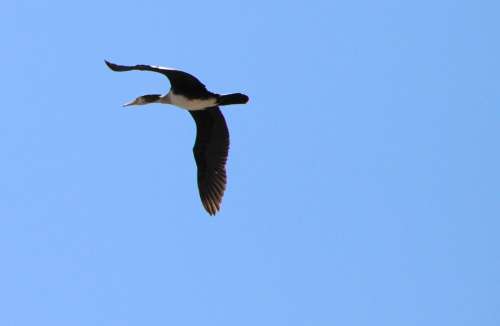 Blue Duck Flight Platyrhynchos Sky Wild Birds