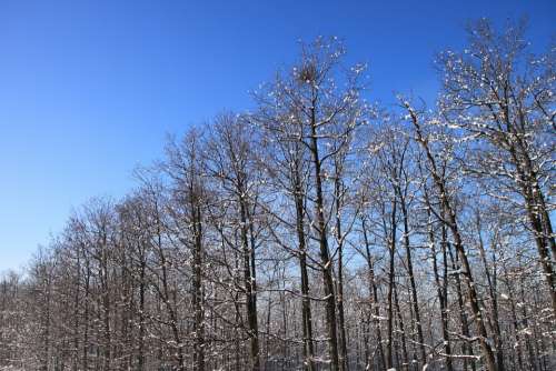 Blue Cold Forest Sky Snowy Trees White Nature