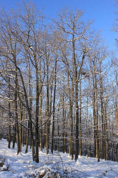 Blue Cold Forest Sky Snowy Trees White Nature