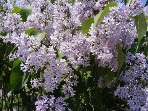 Blue Flowers Lilac Oleaceae Olive Sky