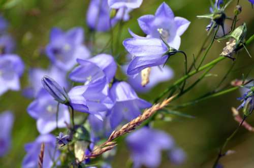 Blue Bell Flowers Summer
