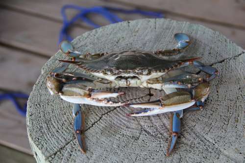 Blue Crab Crab Louisiana Grand Isle Pinchers Claws