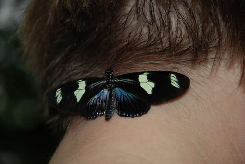 Blue Doris Butterfly Macro Insect Butterflies
