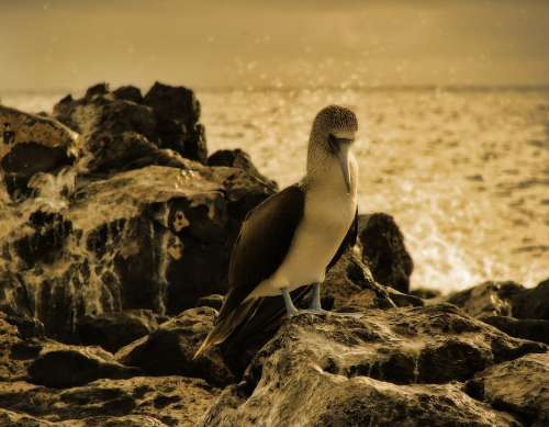 Blue Footed Booby Bird Animal Creature Sepia Fauna