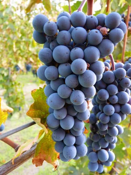 Blue Grapes Grape Plant Wine Fruit Vine Autumn