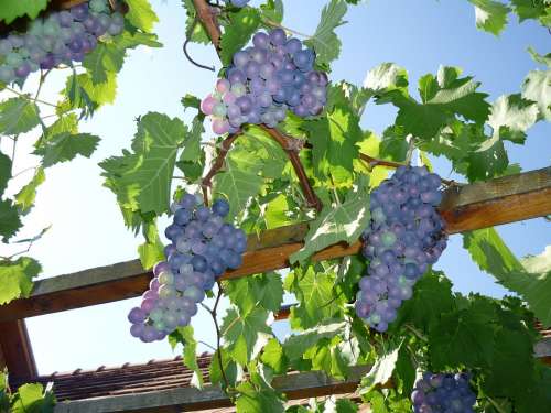 Blue Grapes Harvest Autumn Grapes Wine Fruit