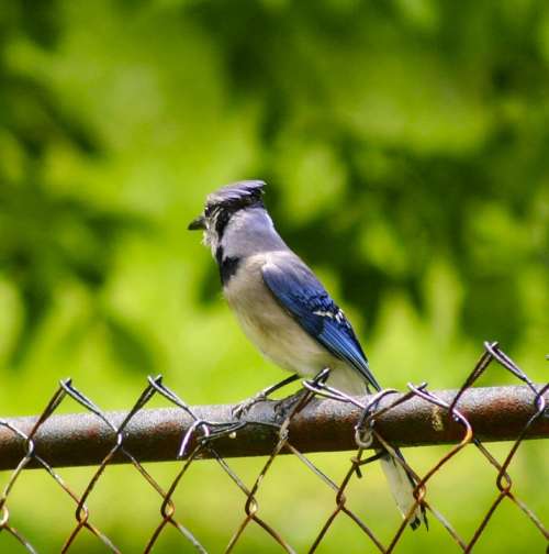Blue Jay Bird Feathered Animal Colorful Beautiful