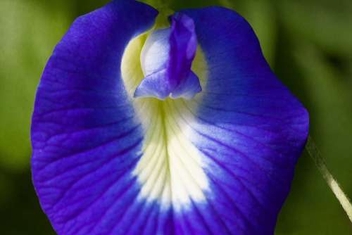 Blue Klitorie Blossom Bloom Clitoria Ternatea
