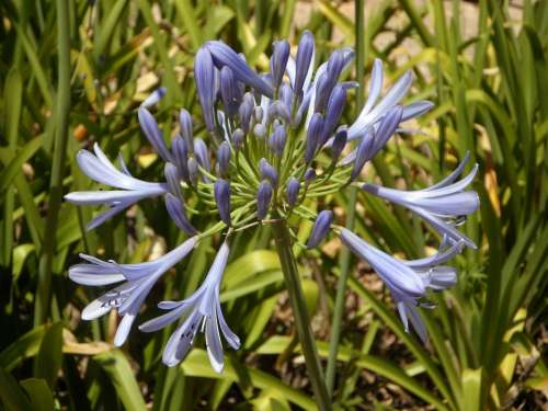 Blue Lily Flower Blue Plant Summer Blossom Bloom