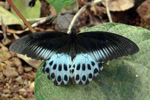 Blue Mormon Papilio Polymnestor Large