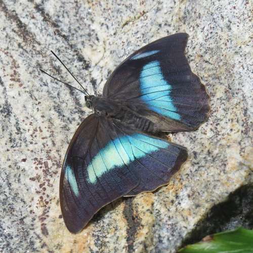 Blue Morpho Butterfly Blue Wing Morph Butterfly