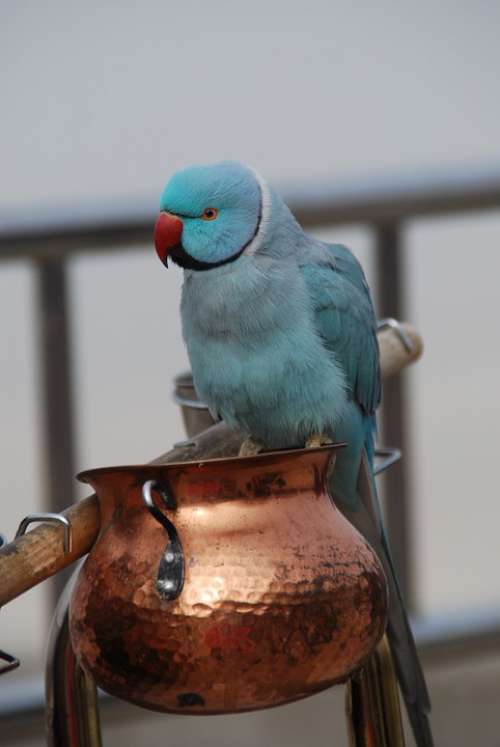 Blue Parrot Papużka Bird Nature Animal