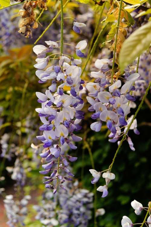 Blue Rain Flowers Plant Bush Toxic Tender