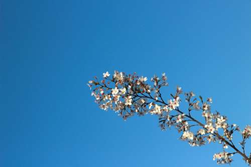 Blue Sky Sunny Days Sky Views Cherry Blossom