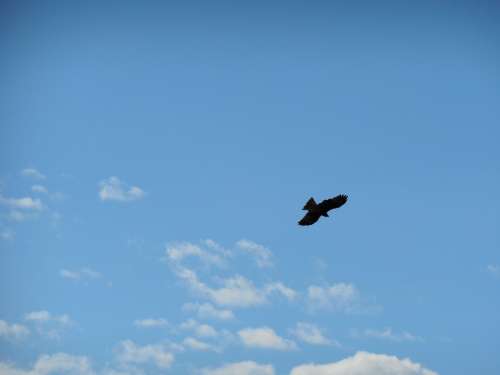 Blue Sky Cloud Clear Skies Blue Sky Bird