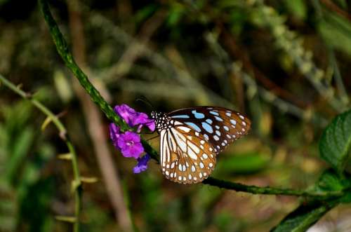 Blue Tiger Butterfly Butterfly Flower Insect