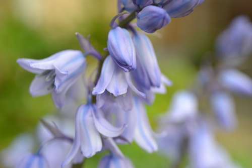 Bluebell Flower Bulb Cultivated Bluebell Blue Bell