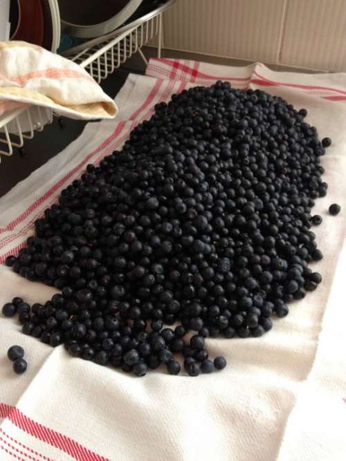 Blueberries Berries Food Forest Vitamin Organic