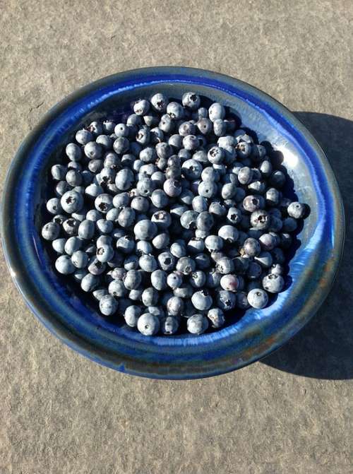 Blueberries Blue Berries Scale Summer Fruit