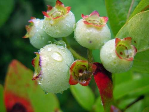 Blueberries Fruit Set Immature