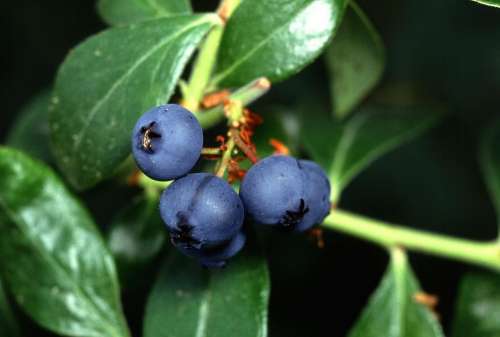 Blueberry Fruit Blueberries Fruits Plants Flora