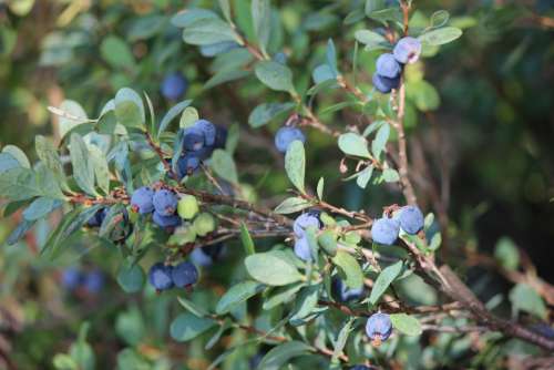 Blueberry Blueberry Twig Wild Berry Twig