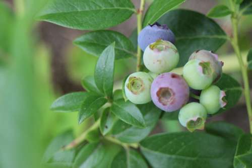 Blueberry Fruit Fruits Berry Bickbeere Plant Bush