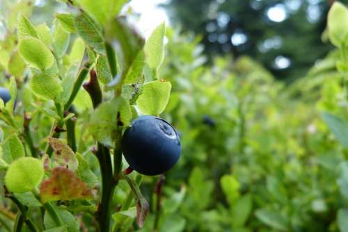 Blueberry Bilberry Fruit Berries Blueberries