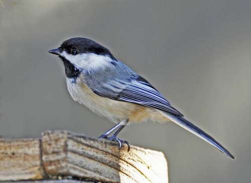 Bluebird Bird Spring Fence