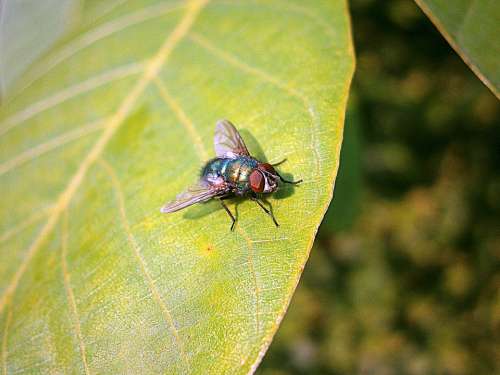 Bluebottle Fly Insect Calliphoridae Animal Diptera