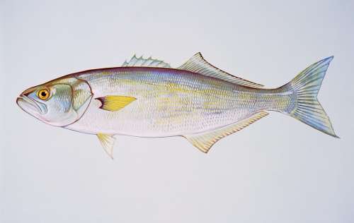 Bluefish Fishes Animals Fauna