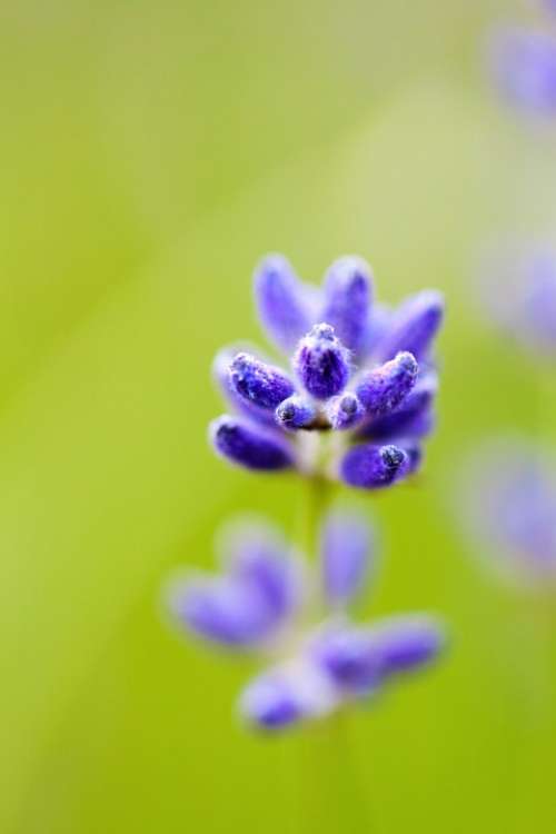 Blurred Background Bloom Close Flora Floral Flower