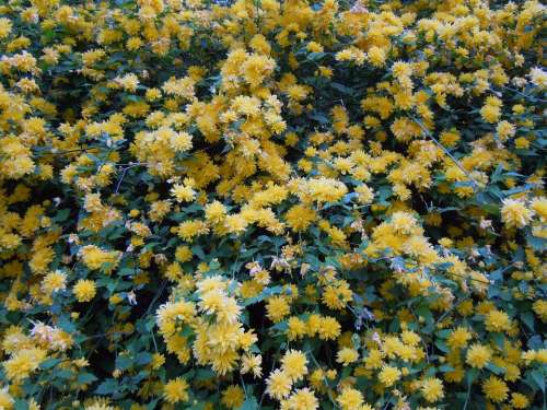 Blütenmeer Ranunkel Shrub Yellow