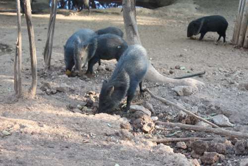 Boar Animal Hog Mammal Nature Pig Wild Wildlife