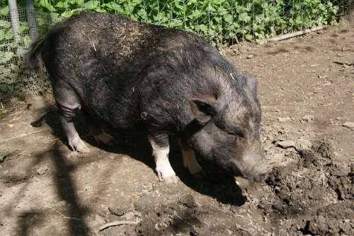 Boar Mammal Pigs Sad