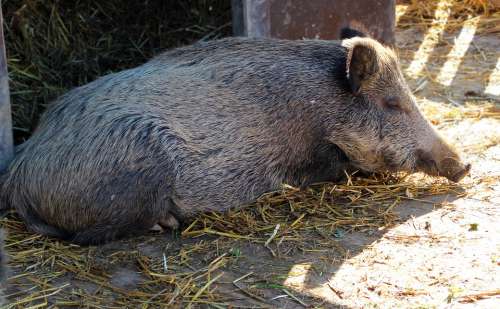 Boar Pig Sow Mammal Lying Sleeping Wild Animal