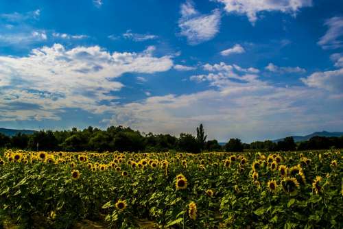 Board Sunflower Landscape Summer Virázás Flower