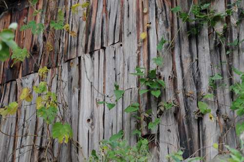 Boards Hut Wood Old Barn Weathered Scale Autumn