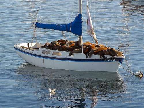 Boat Seal Lions Sea Seals Animals Fauna