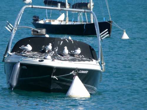 Boat Birds Seagulls Rest White