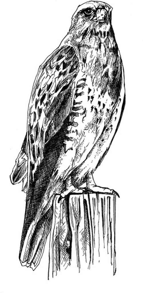 Body Bird Drawing White Black Illustration Line