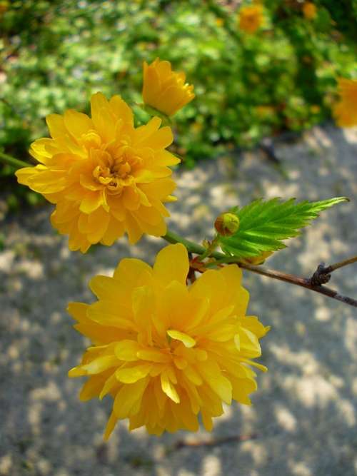 Boglárkacserje Yellow Flower Jardin Des Plantes