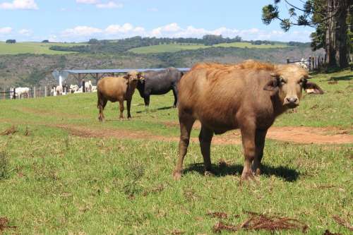 Boi Cow Farm Cattle