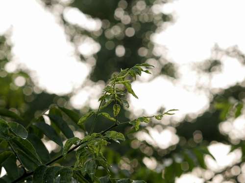 Bokeh Leaves Green Plant Leaf Shine Glistering