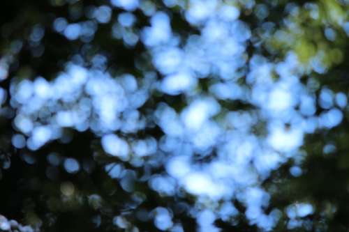 Bokeh Forest Background Light Trees Out Of Focus